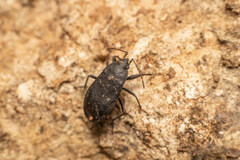 Lethaeus cribratissimus