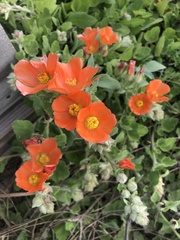 Sphaeralcea lindheimeri