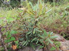 Euclea natalensis magutensis