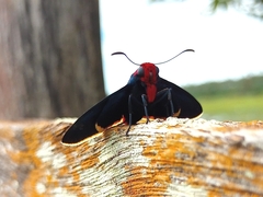 Pyrrhopyge pelota
