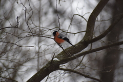 Pyrrhula pyrrhula