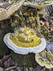 Trametes gibbosa