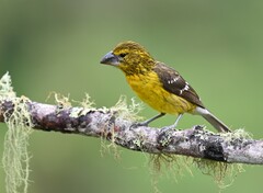 Pheucticus chrysogaster