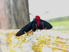 Pyrrhopyge pelota