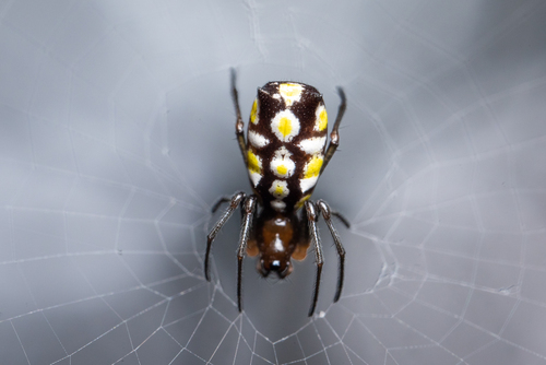 Micrathena funebris