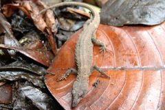 Panama Teiid photo 2