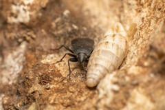 Lethaeus cribratissimus