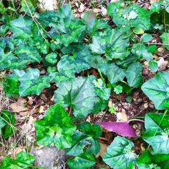 Cyclamen