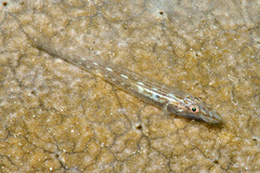 Phyllogobius platycephalops