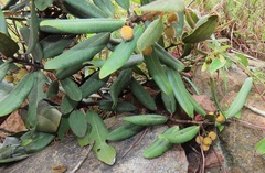 Euclea natalensis magutensis