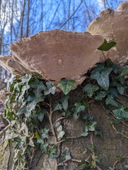 Trametes gibbosa