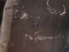 Cyrtophora cicatrosa