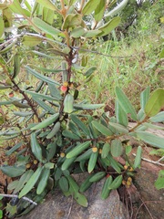 Euclea natalensis magutensis