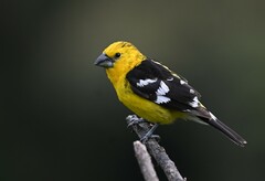 Pheucticus chrysogaster