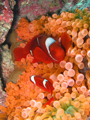 Amphiprion biaculeatus