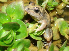 Leptodactylus fragilis