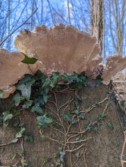 Trametes gibbosa