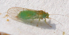 Cacopsylla sorbi