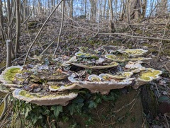 Trametes gibbosa