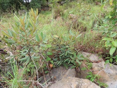 Euclea natalensis magutensis