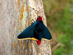 Pyrrhopyge pelota