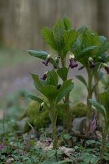 Scopolia caucasica