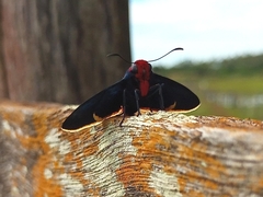 Pyrrhopyge pelota