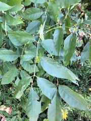 Fraxinus profunda