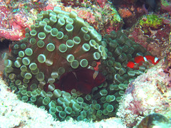 Amphiprion biaculeatus