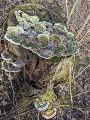 Trametes gibbosa