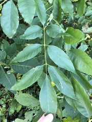 Fraxinus profunda