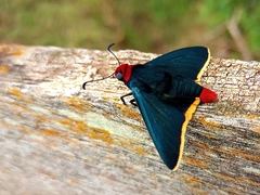 Pyrrhopyge pelota