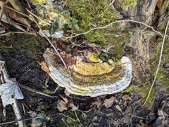 Trametes gibbosa