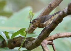 Diglossa albilatera