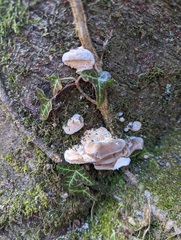 Trametes gibbosa