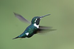 Chaetocercus mulsant