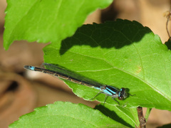 Enallagma geminatum