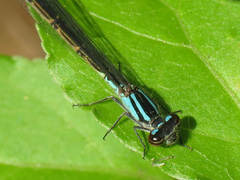 Enallagma geminatum