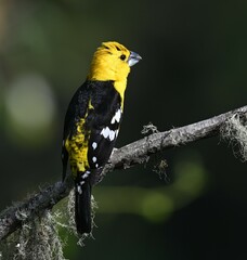 Pheucticus chrysogaster
