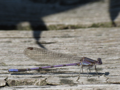 Argia fumipennis