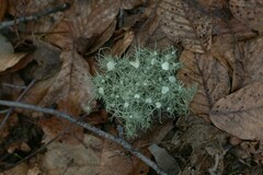 Usnea florida