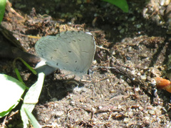 Celastrina neglecta