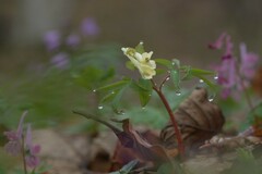 Corydalis cava marschalliana
