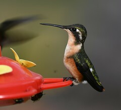 Chaetocercus mulsant