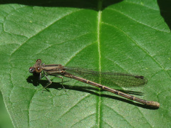 Argia fumipennis
