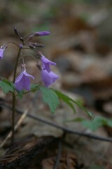Cardamine quinquefolia