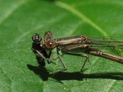 Argia fumipennis
