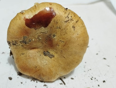 Phlegmacium luteocingulatum