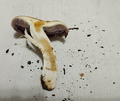 Phlegmacium luteocingulatum