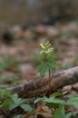 Corydalis cava marschalliana